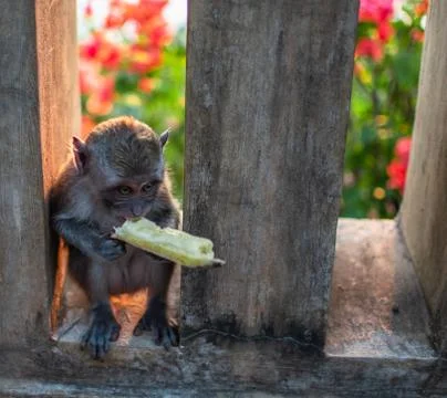 An young little macaque monkey eats banana. Cute monkeys Stock Photos