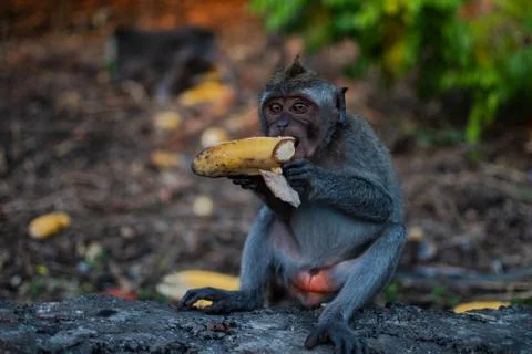 An young little macaque monkey eats banana. Cute monkeys Stock Photos
