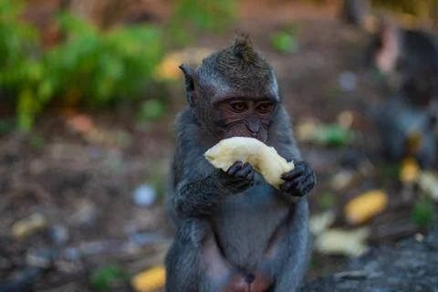 An young little macaque monkey eats banana. Cute monkeys Stock Photos