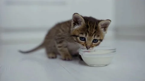 A young little striped kitten eats milk from a saucer Stock-Footage 199430021