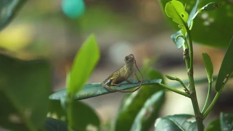 Young lizard eating some skin off its tail that it shed. Stock Footage 244493200