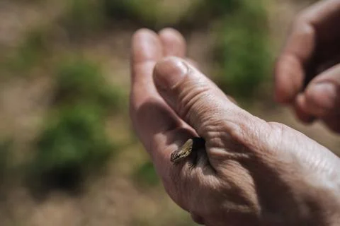 A young lizard in the hands of a man. Close up Stock Photos
