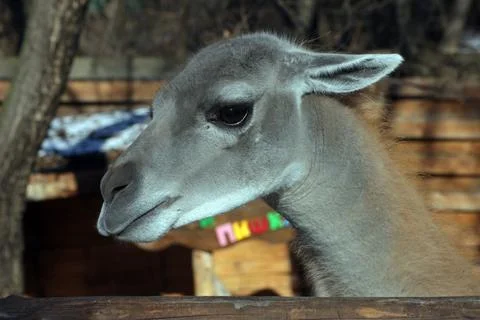 Young  llama closeup. Stock Photos