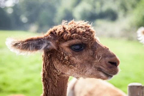 Young llama Stock Photos