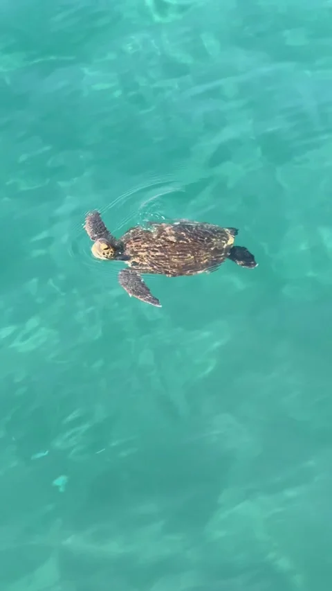 Young loggerhead sea turtle swimming in clear water Stock Footage 315138196