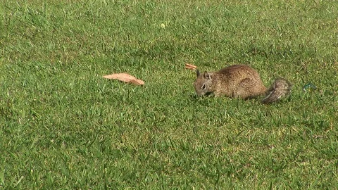Young lone squirrel Stock Footage 90436412