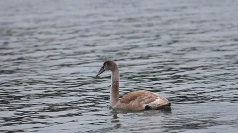 Young lonely swan Stock Footage 10684943