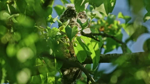 Young long eared owl (Asio otus) sitting and falling asleep deep in crown Stock Footage 261103126