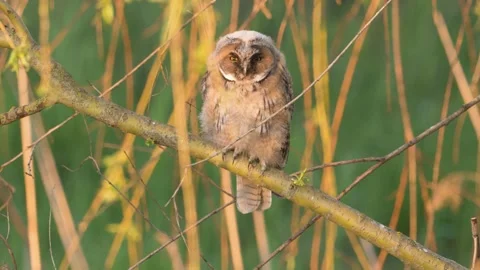 Young Long-eared Owl (Asio otus) Begging Parents for Food in Golden Evening Ligh Stock Footage 335452770