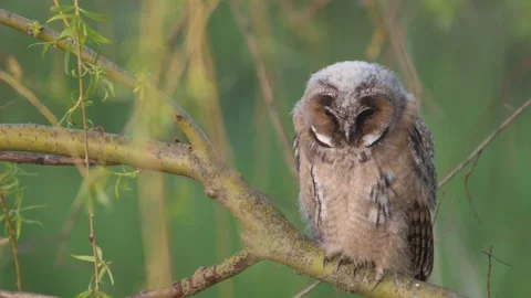 Young Long-eared Owl (Asio otus) Begging Parents for Food  Stock Footage 335452846