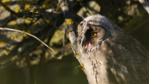 Young Long-eared Owl (Asio otus) Begging Parents for Food in Golden Evening Ligh Stock Footage 335453060