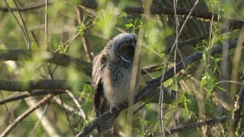 Young Long-eared Owl (Asio otus) Begging Parents for Food in Golden Evening Ligh Stock Footage 337663641