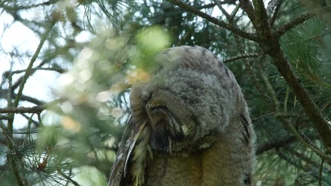 Young long-eared owl is cleaning feathers, wildlife - Asio otus - 4K stock video Stock Footage 112282639