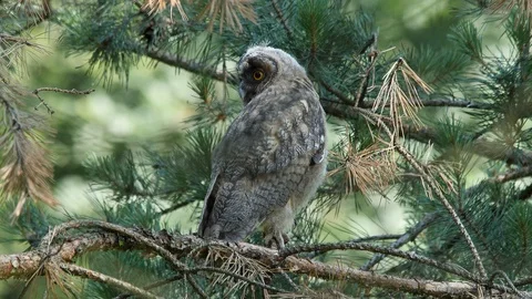 Young long-eared owl is flying away, wildlife - Asio otus - UHD/4K stock video Stock Footage 112283447