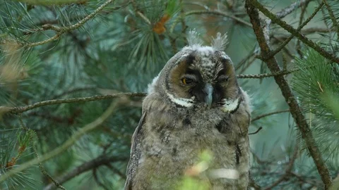 Young long-eared owl is looking around, wildlife - Asio otus - stock video Stock Footage 112282499