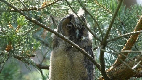 Young long-eared owl is looking around, wildlife - Asio otus - 4K stock video Stock Footage 112282556