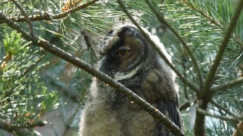 Young long-eared owl is looking around, wildlife - Asio otus - 4K stock video Stock Footage 112282783