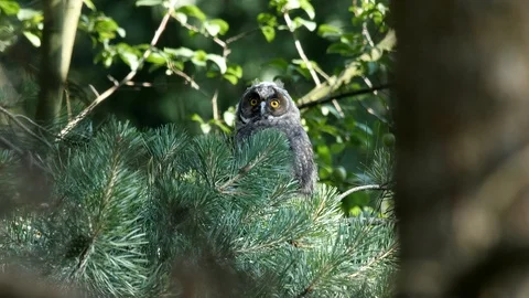 Young long-eared owl is looking around, wildlife - Asio otus - 4K stock video Stock Footage 112282787