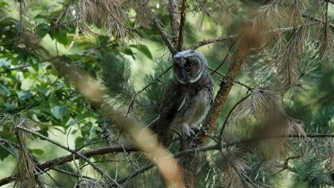 Young long-eared owl is looking for brothers and sisters, wildlife - Asio otus - Stock Footage 112282868