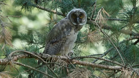 Young long-eared owl is looking around, wildlife - Asio otus - 4K stock video Stock Footage 112283441