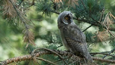 Young long-eared owl is looking around, wildlife - Asio otus - 4K stock video Stock Footage 112283466