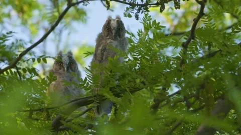 Young Long-eared Owl Owlets (Asio otus) in Natural Habitat Stock Footage 337663285