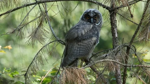 Young long-eared owl is playing with branch, wildlife - Asio otus - stock video Stock Footage 112283391