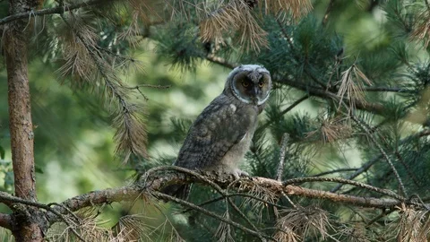 Young long-eared owl is scratching, wildlife - Asio otus - UHD/4K stock video Stock Footage 112283209