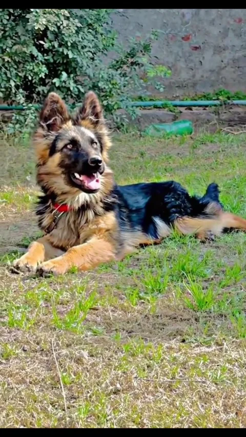 Young Long-Haired German Shepherd Sitting in Sunny Garden Stock-Footage 333012974