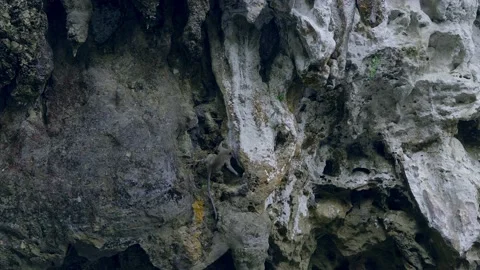 Young Long-tailed Macaque climbing a cliff, Thailand. Stock Footage 153527670