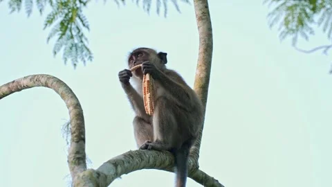 Young Long-Tailed Macaque Eating Palm Tree Inflorescence on Tree Branch Stock Footage 345304987
