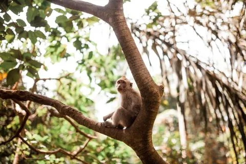 Young long tailed monkey sitting in a tree 写真素材
