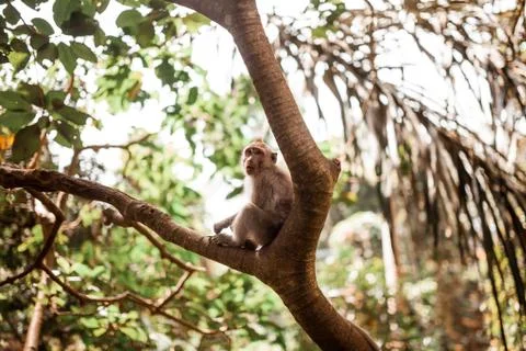Young long tailed monkey sitting in a tree Stock Photos