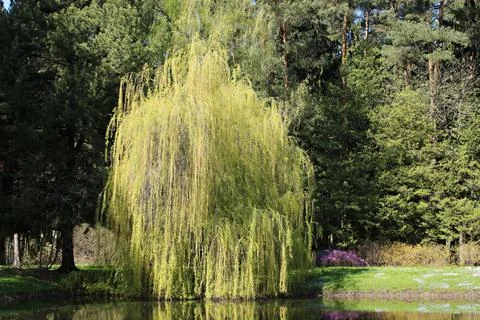 Young long willow branches touch the surface of the pond water on a sunny spr Stock Photos