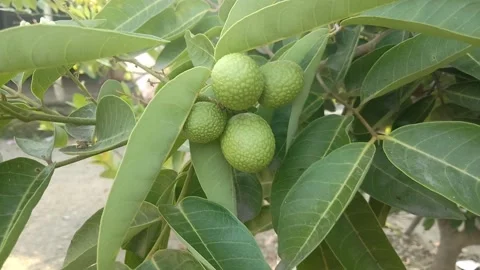 Young longan fruit swaying in the wind Stock Footage 206903168