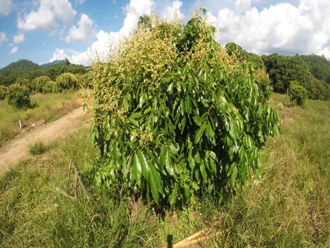 Young longan tree Stock Footage 78177868
