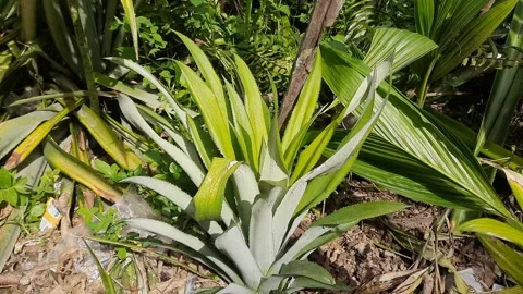 Young Low-Growing Pineapple Plants in Tropical Climate of Indonesia Stock Footage 280169443