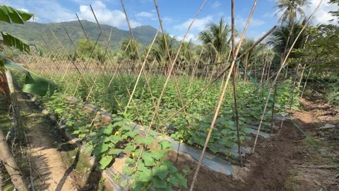 Young luffa plants develop along bamboo trellis structures placed on raised Video stock 332300840