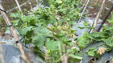 Young luffa plants grow along bamboo support frames placed on raised beds in a Stock Footage 334939762