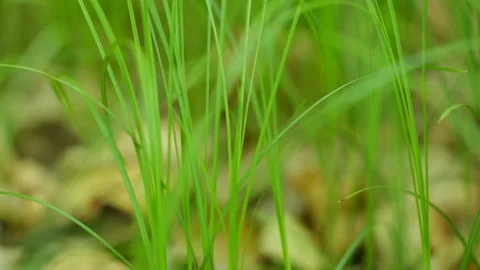 Young lush forest grass Vidéo 145469061