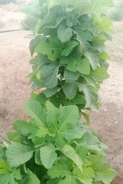 A young, lush green fig tree with large lobed leaves growing in a rural, Stock Photos