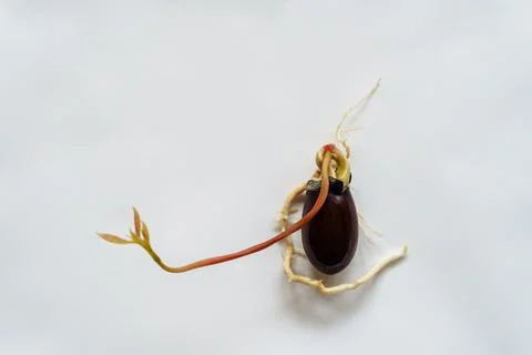 A young lychee sprout sprouted from the bone of a house on a white background Stock Photos