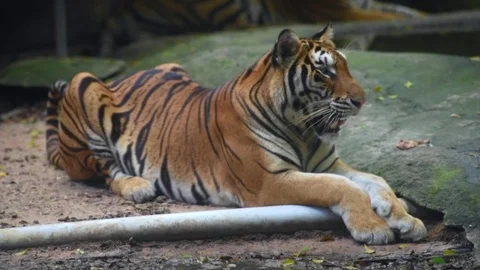 A young lying red tiger Stock Footage