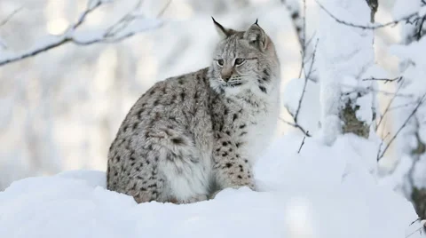 Young lynx cub in the cold winter forest Stock Footage 61387681