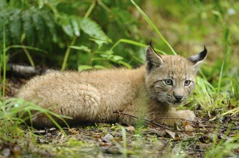 A young lynx lying in the forest, with soft fur, Eurasian lynx (Lynx lynx), Stock Photos