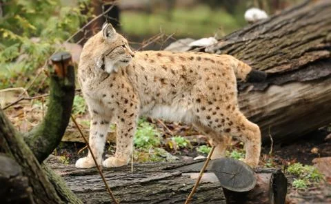 Young lynx Foto stock