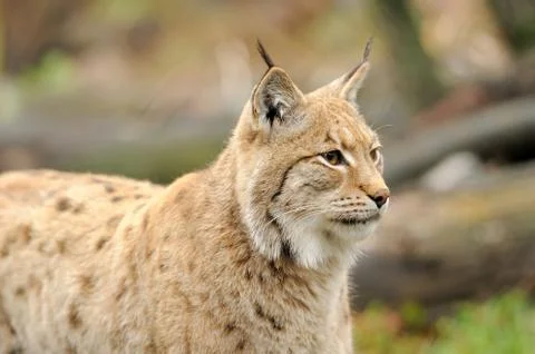Young lynx Stock-Fotos