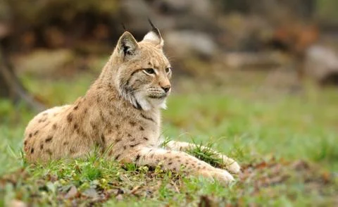 Young lynx Stock-Fotos
