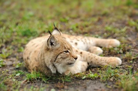 Young lynx Stock-Fotos