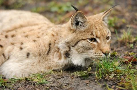 Young lynx 스톡 사진